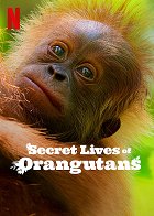 Plakát filmu Tajný život orangutanů